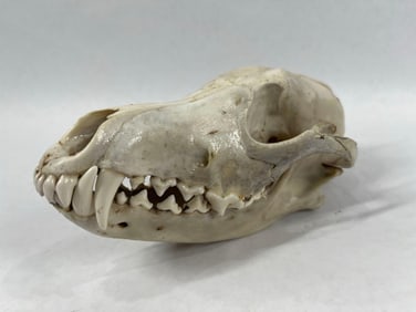 Cleaned Fox Skull