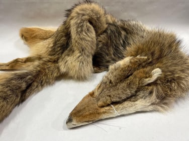 Coyote Pelt