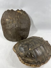Pair of Larger Snapping Turtle Shells