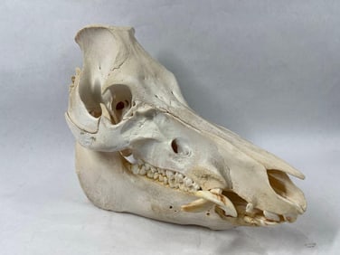 Wild Boar Skull