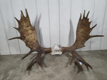 Great set of Moose Antlers