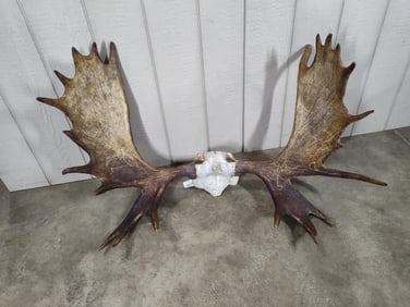 Another Beautiful Set of Moose Antlers