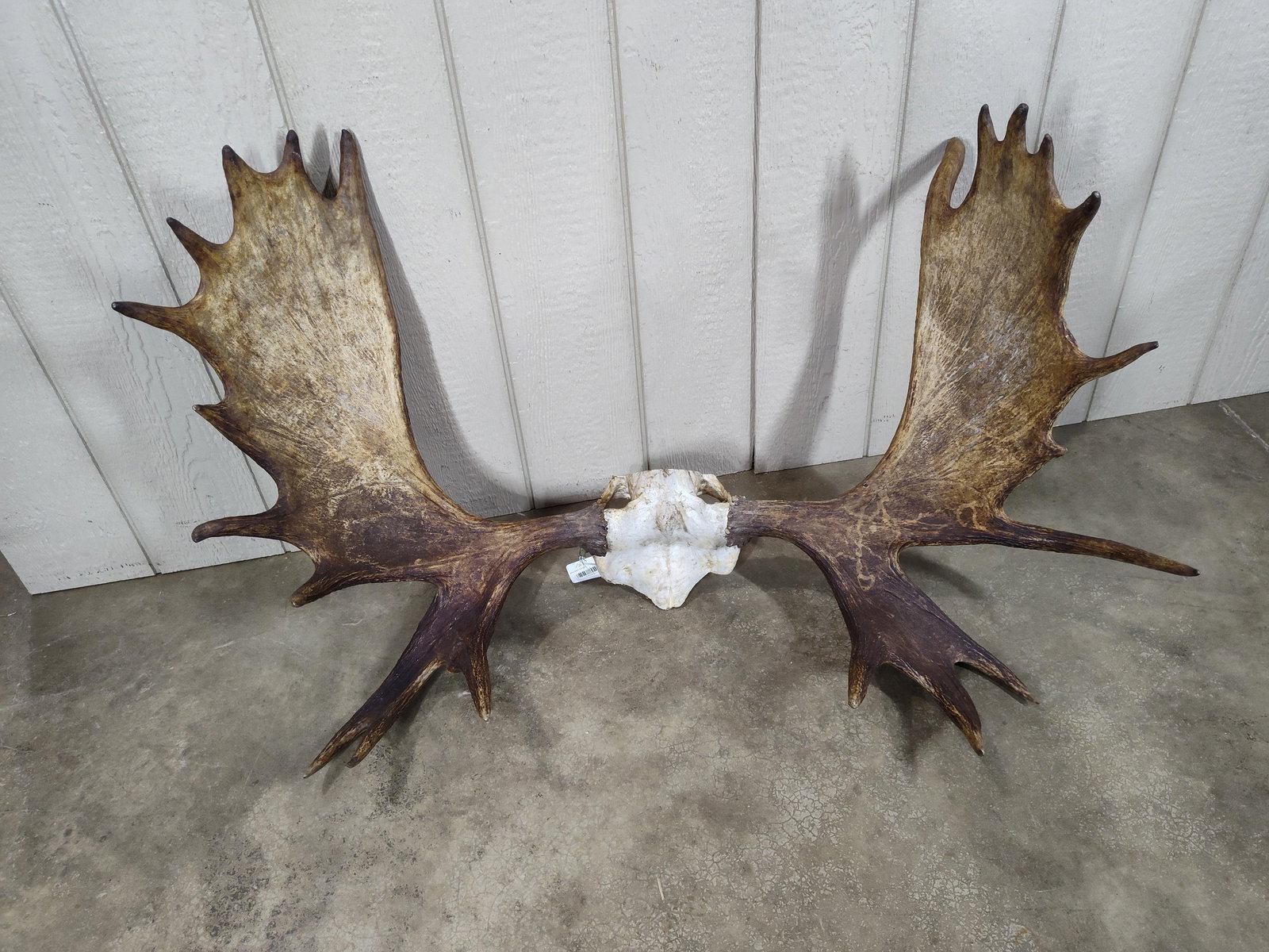 Another Beautiful Set of Moose Antlers (1 of 7)