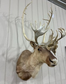 Taxidermy Caribou shoulder mount