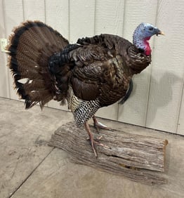 Taxidermy Full Body Turkey mount