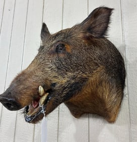 Taxidermy Wild Hog shoulder mount