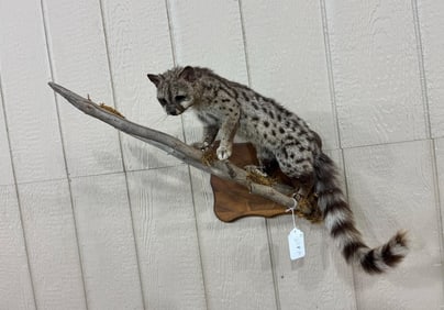 Spotted Civet Taxidermy on Limb
