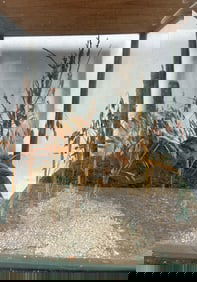 Taxidermy American Woodcock in showcase