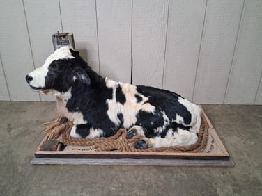 One of a Kind Holstein Calf Full Body Mount