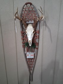 Awesome 8 Point Trophy Mount on Snowshoe