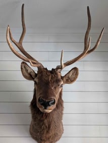 Rocky Mountain Bull Elk Full Shoulder Mount