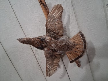 Grouse in Flight Mount