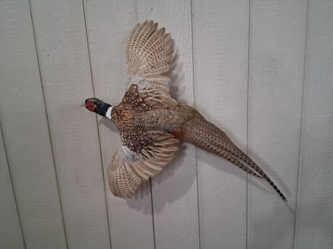 Beautiful Flying Ringtail Pheasant
