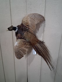 Ring Tail Pheasant in Flight