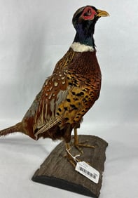 Full Body Ring Tail Pheasant