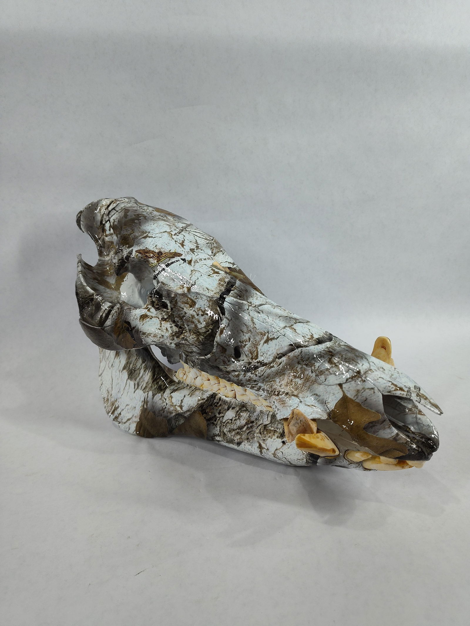 Taxidermy Hydro Dipped Wild Boar Skull (1 of 6)