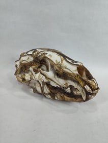 Taxidermy Hydro Dipped Black Bear Skull