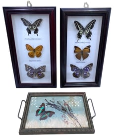 Taxidermy Butterfly Specimen Shadow Box Frames & Vintage Butterfly Vignette Dresser Tray