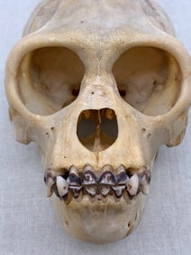 Petite Monkey Skull with Jawbone
