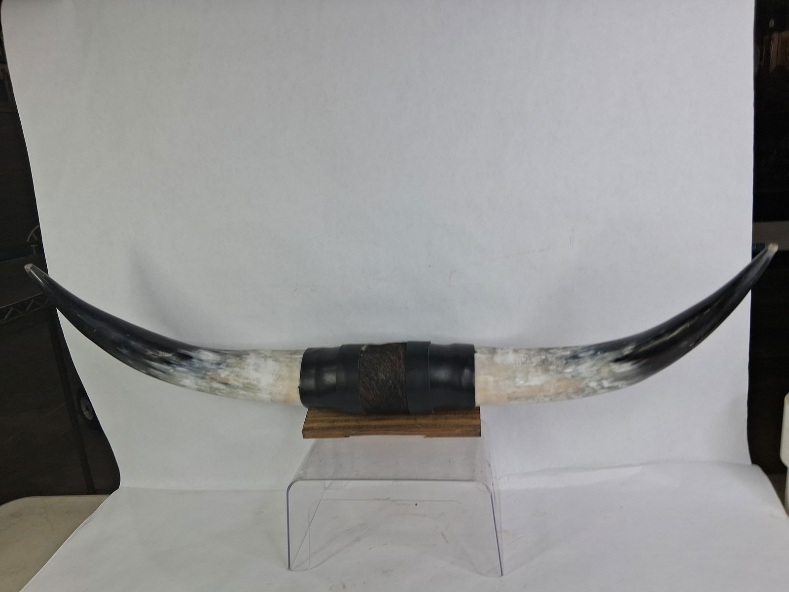A Great Mounted Set of Horns: 31 inches, mounted with leather and brindle hide. 