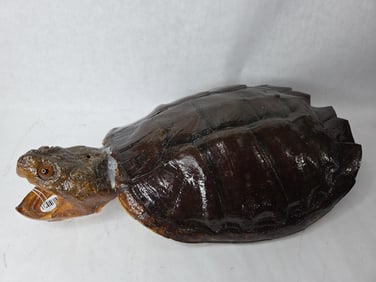 Large Snapping Turtle Shell Taxidermy Display w/ Head