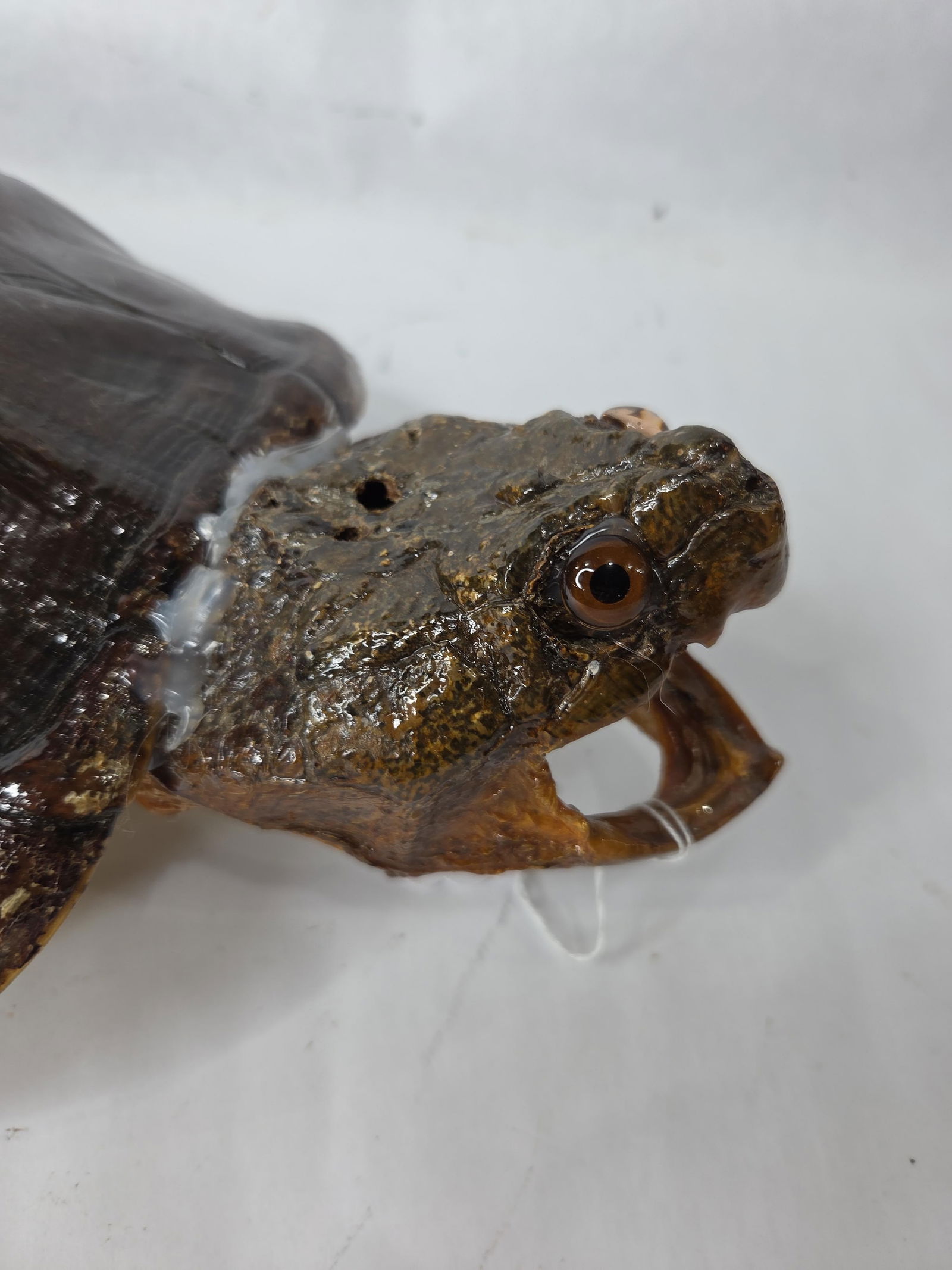 Large Snapping Turtle Shell Taxidermy Display w/ Head - 2