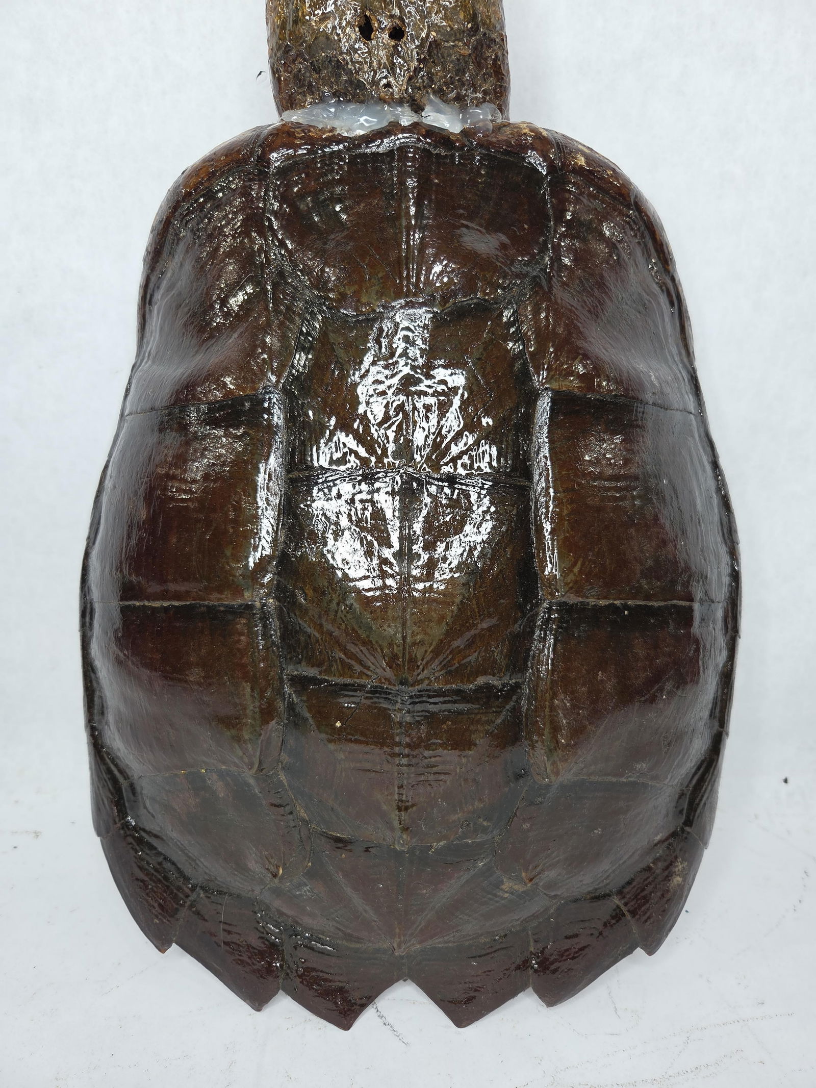 Large Snapping Turtle Shell Taxidermy Display w/ Head - 3