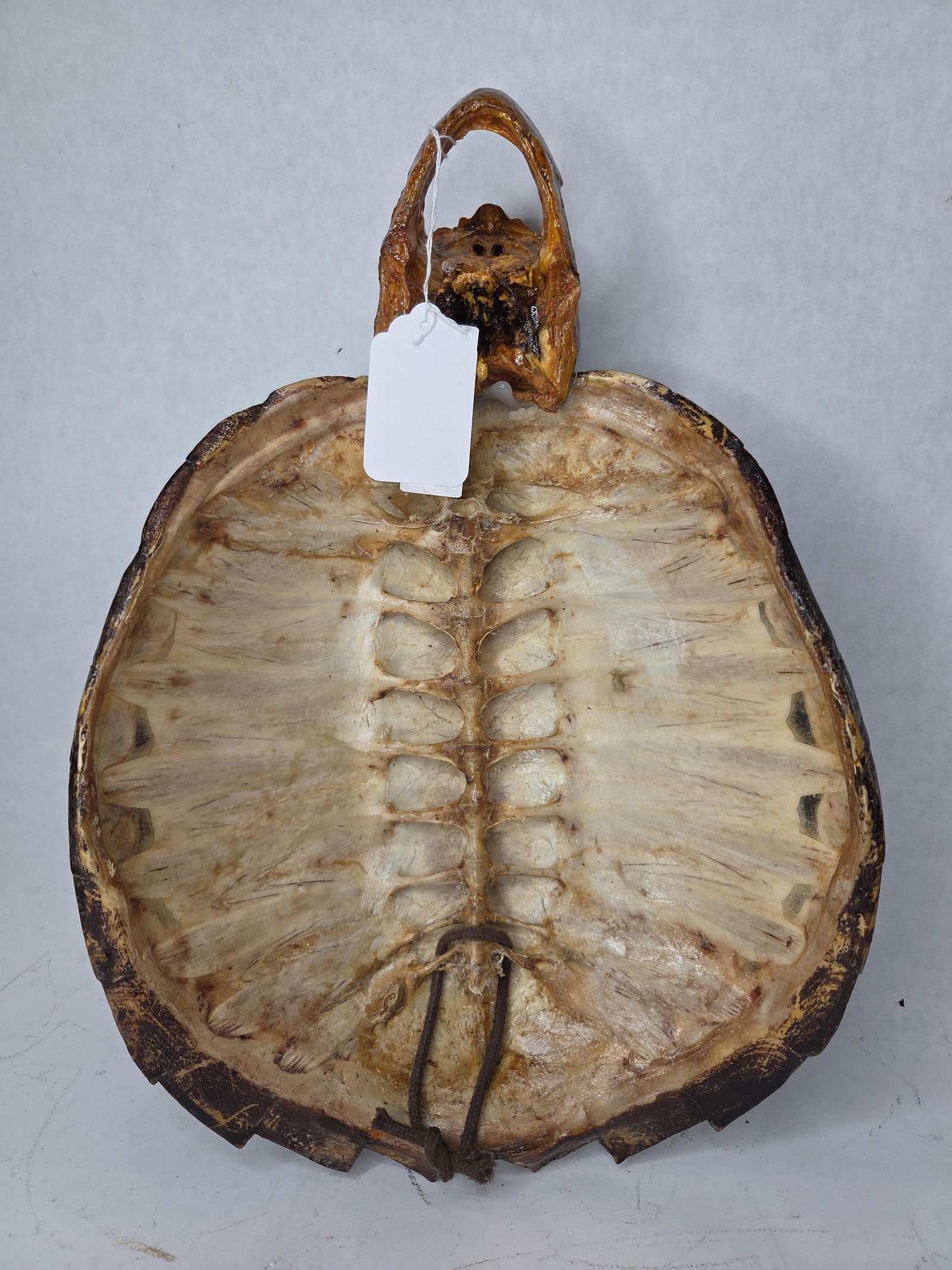 Large Snapping Turtle Shell Taxidermy Display w/ Head - 4