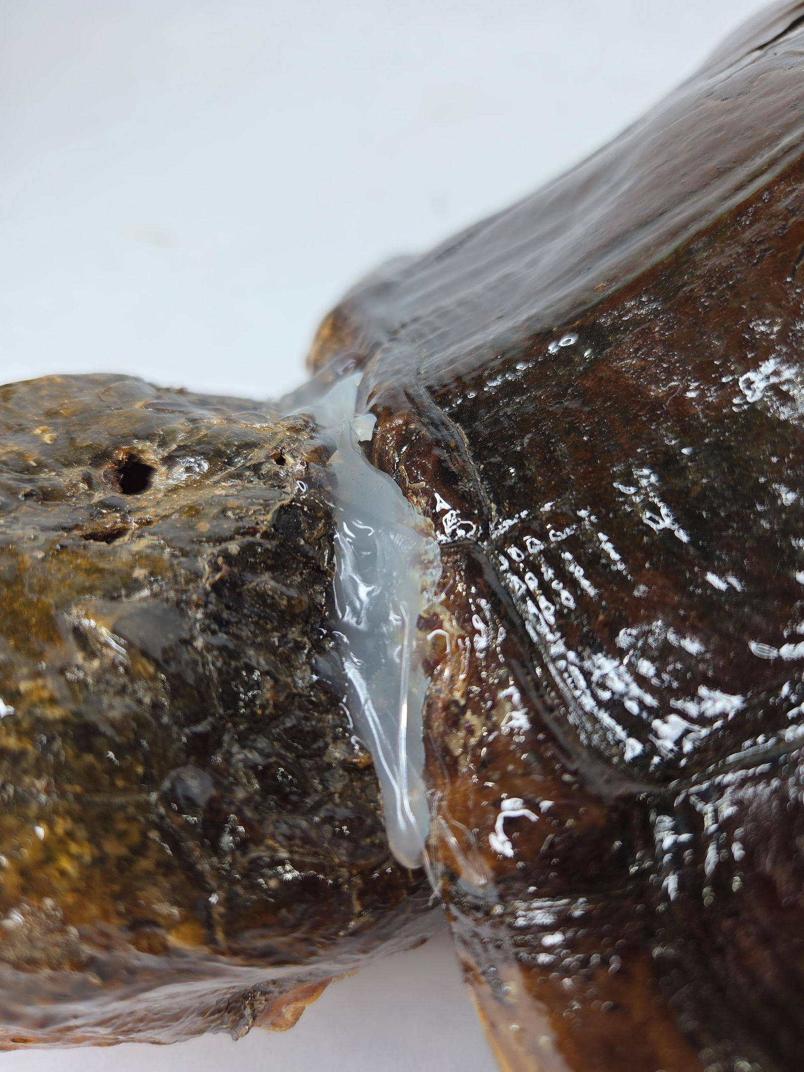 Large Snapping Turtle Shell Taxidermy Display w/ Head - 5