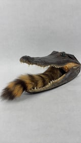 American Taxidermy Alligator Head w/ Glass Eyes