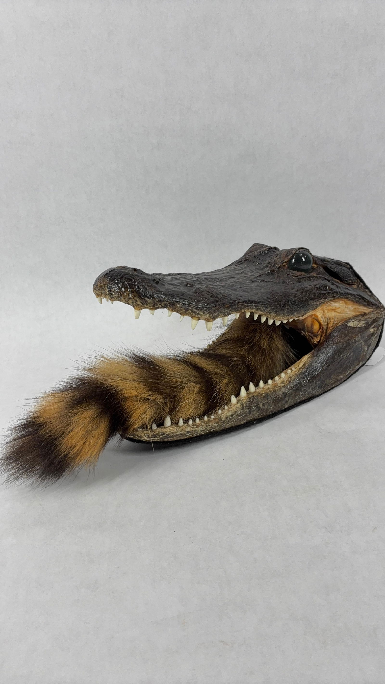 American Taxidermy Alligator Head w/ Glass Eyes: Great collectible novelty display pce. with tail in mouth measures? 11 in. l?