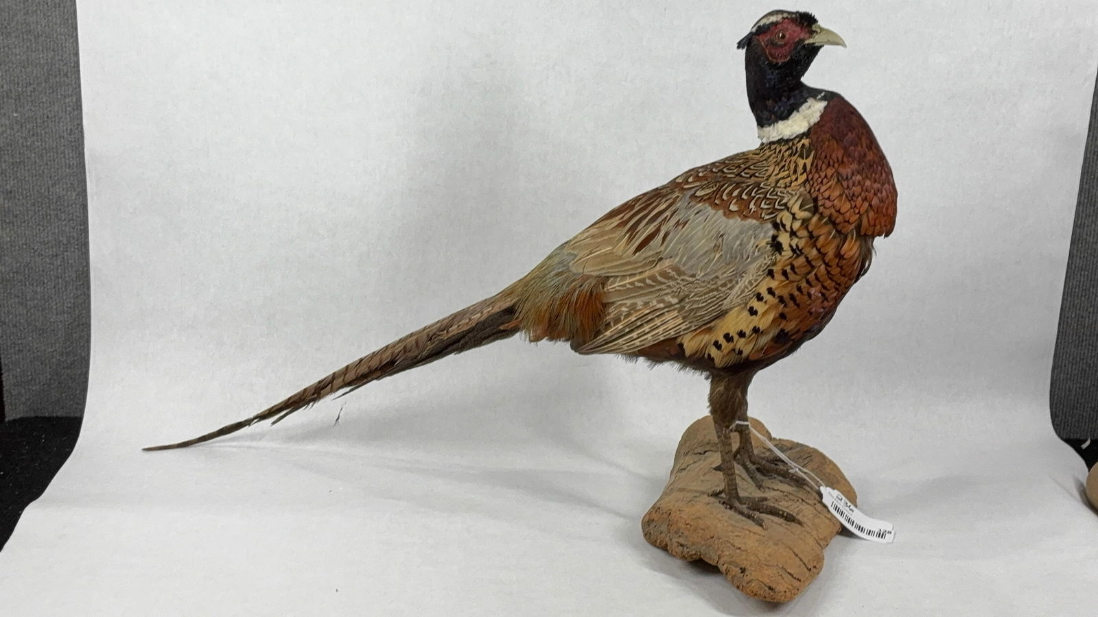 Taxidermy Ring Necked Pheasant Mount on Driftwood: Great overall condition 17 x 27
