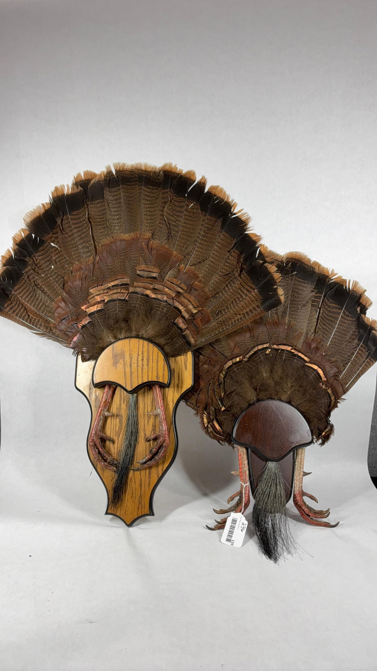 Turkey Fan Tail, Beard and Foot Trophy Display Mounts Lot of 2 (1 of 8)