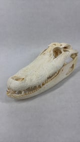 American Alligator Skull Professionally Cleaned and Bleached
