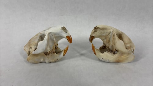 Lot of 2 American Beaver Skulls of Different Ages