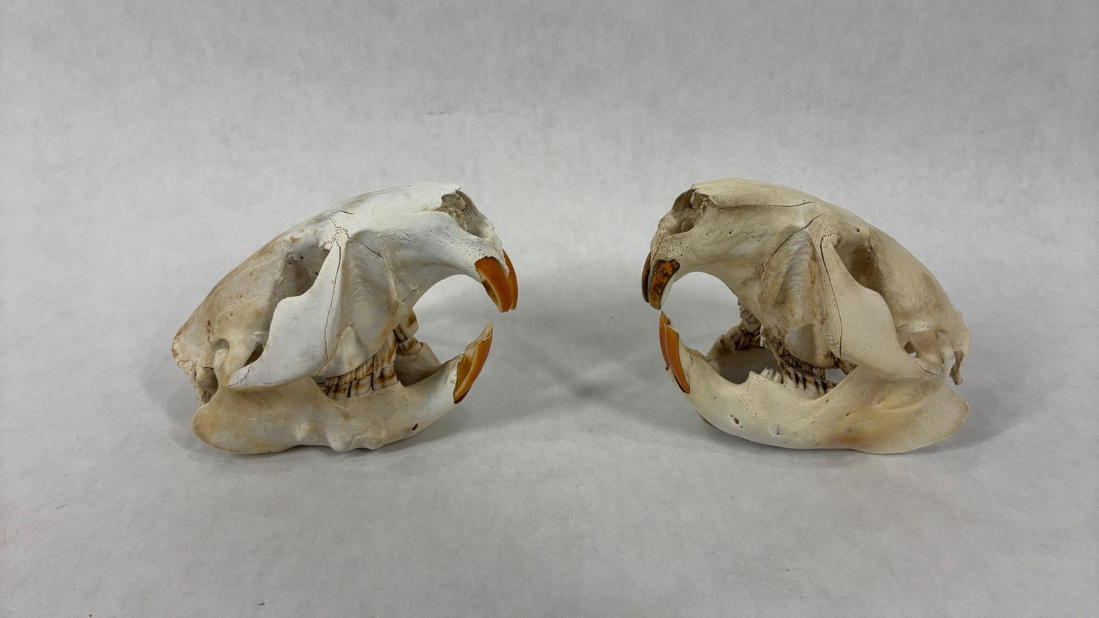 Lot of 2 American Beaver Skulls of Different Ages: This lot includes 2 American Beaver skulls with one appearing to be an older aged along with a younger aged.? both approx. 5 in. L?