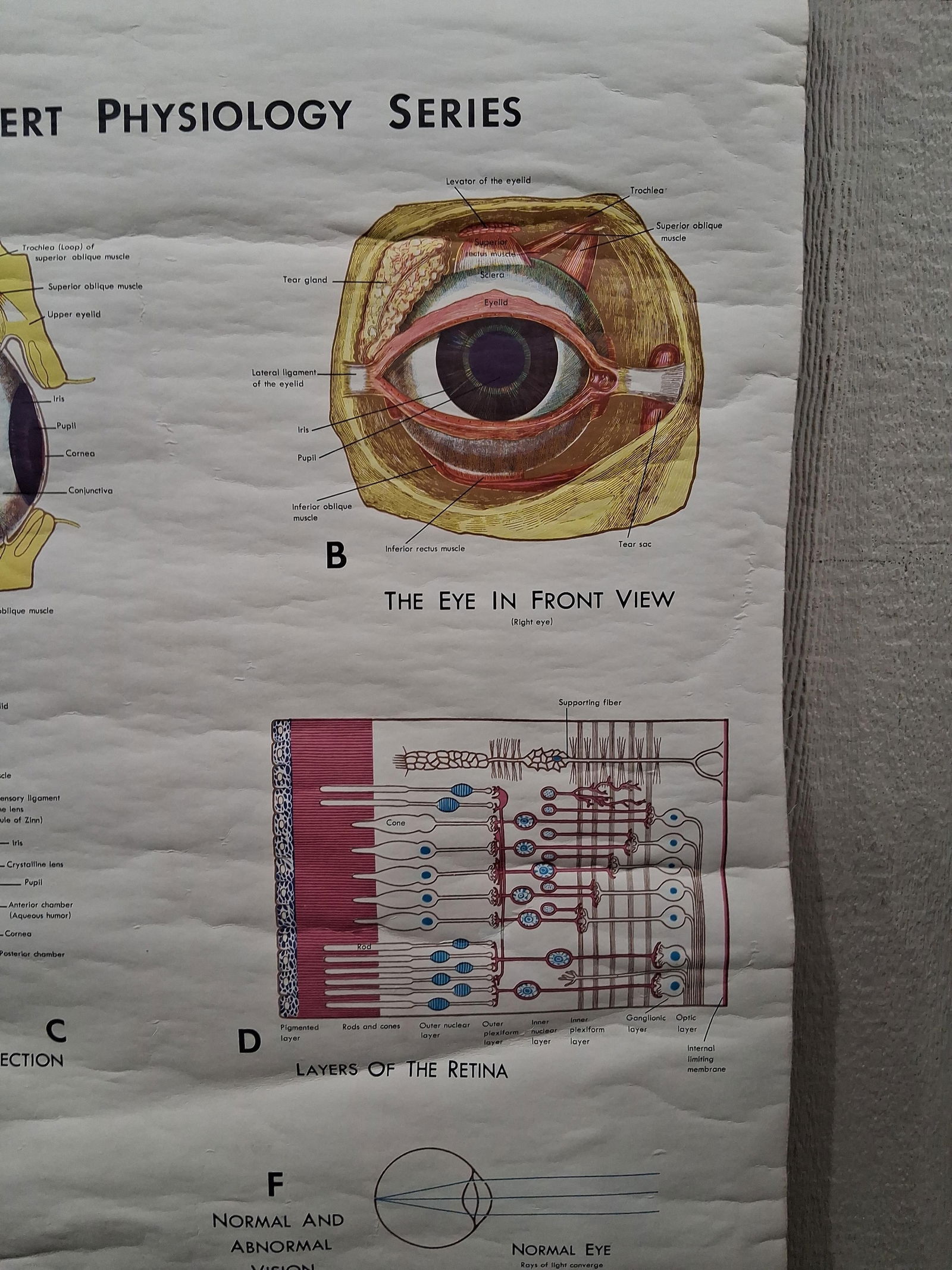 Early Eye & Vision Optometrist Pull Down Poster - 3