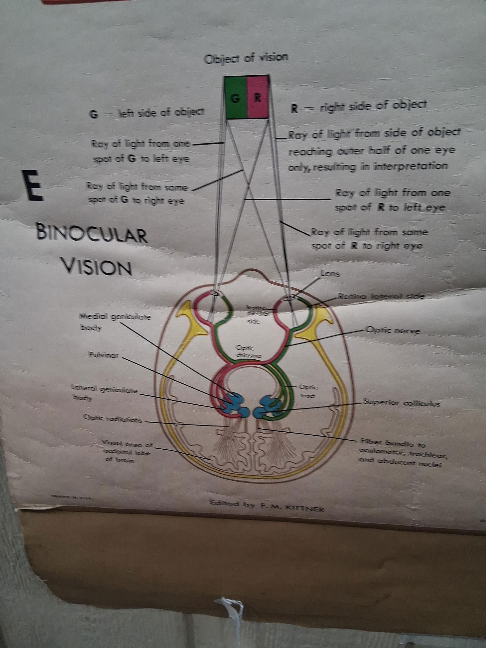 Early Eye & Vision Optometrist Pull Down Poster - 5