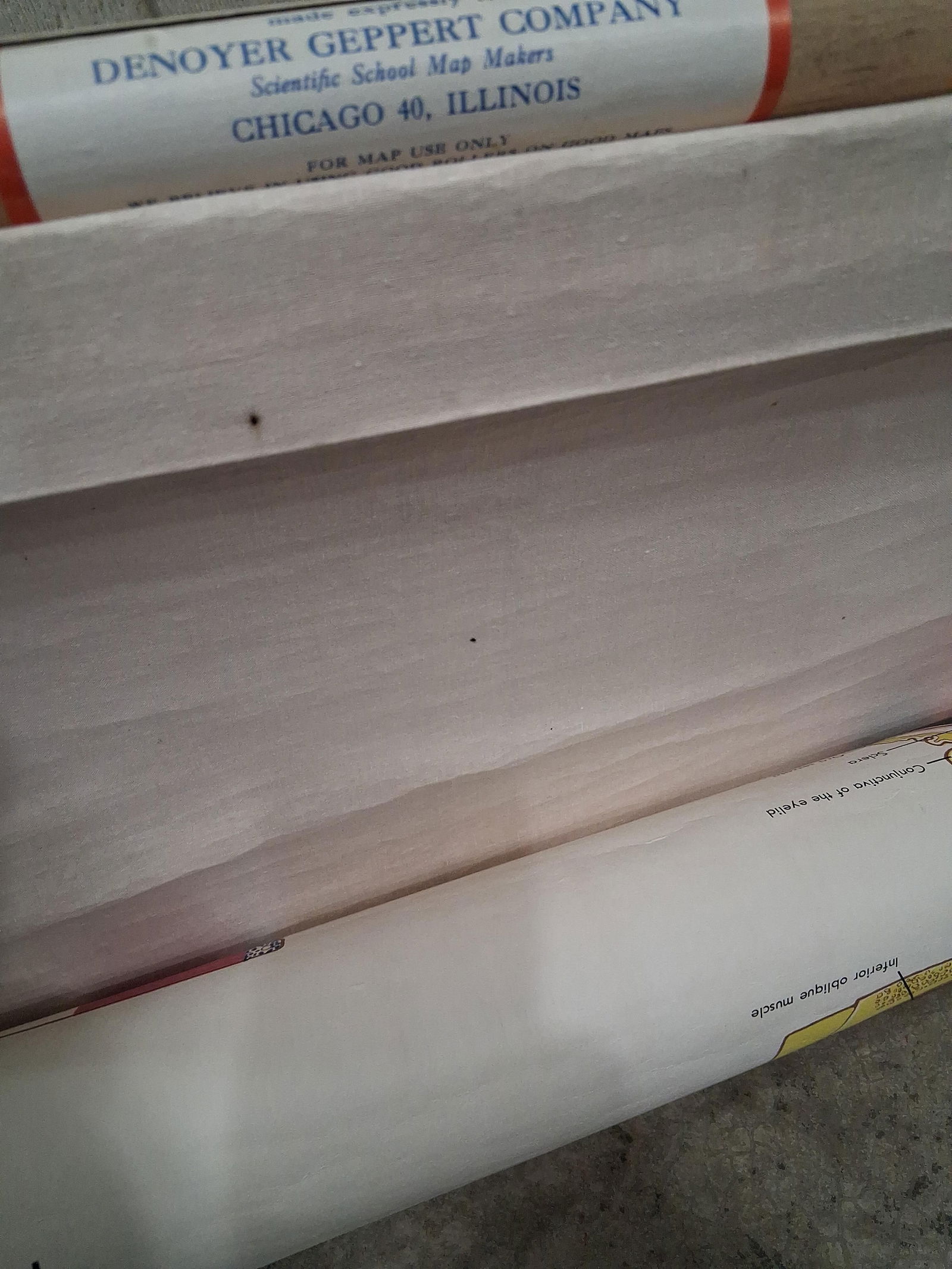 Early Eye & Vision Optometrist Pull Down Poster - 8