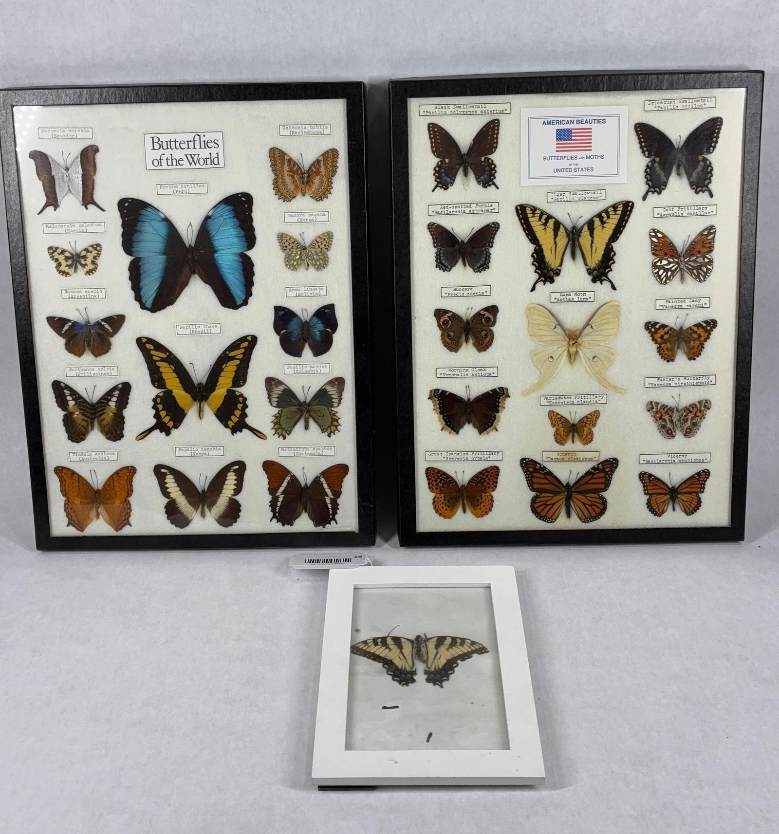 American Beauties Butterfly and Moth Collection (1 of 13)