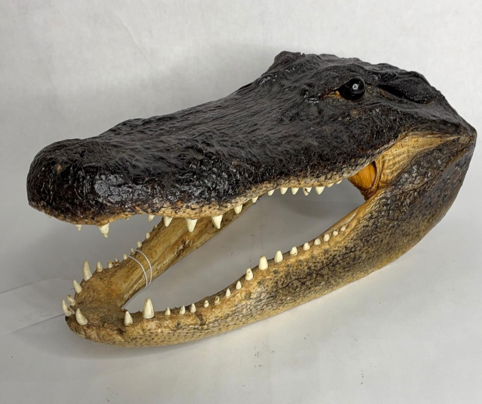 Genuine Southeastern Taxidermy Alligator Head (1 of 9)
