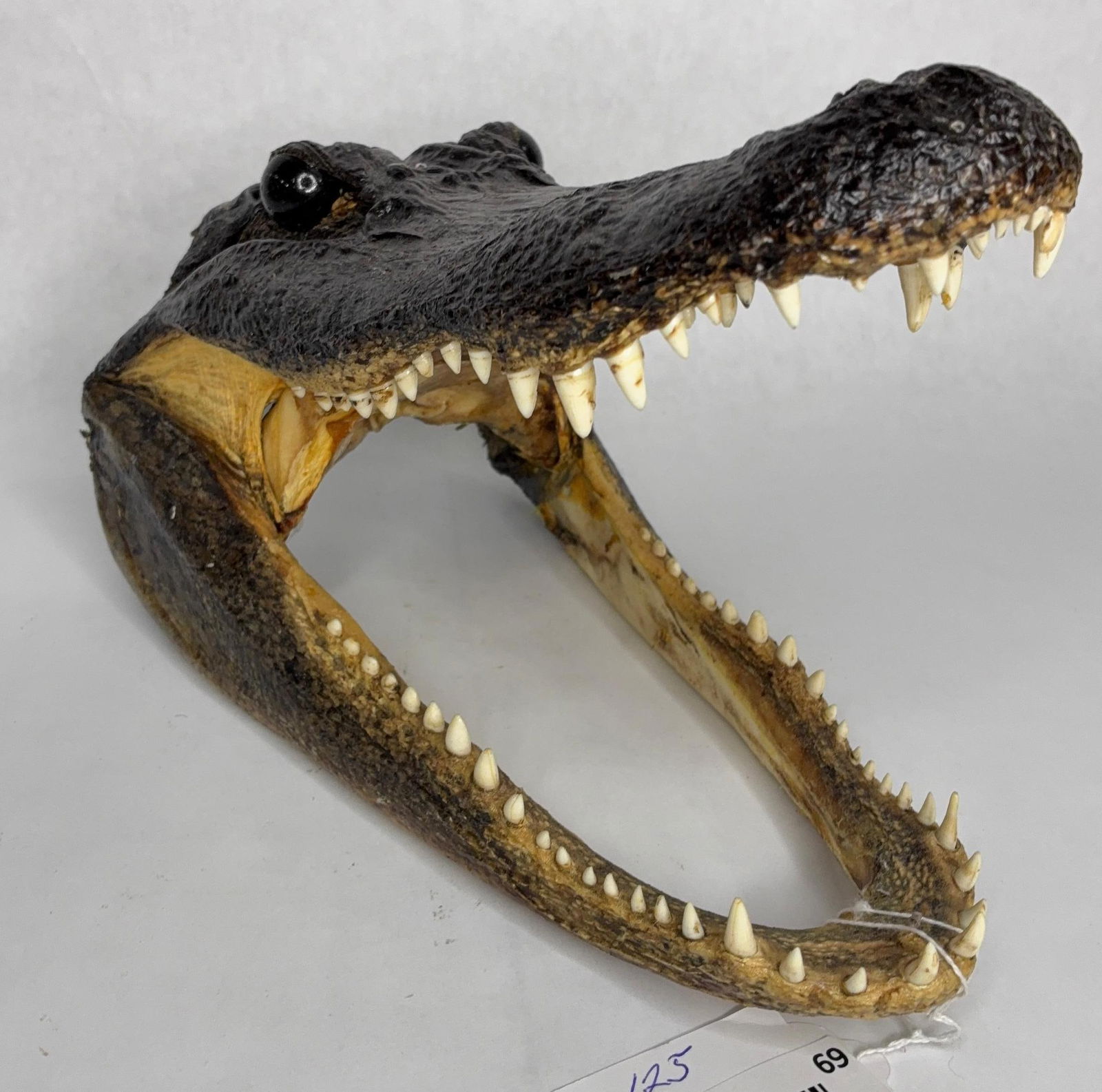 Genuine Southeastern Taxidermy Alligator Head (1 of 8)