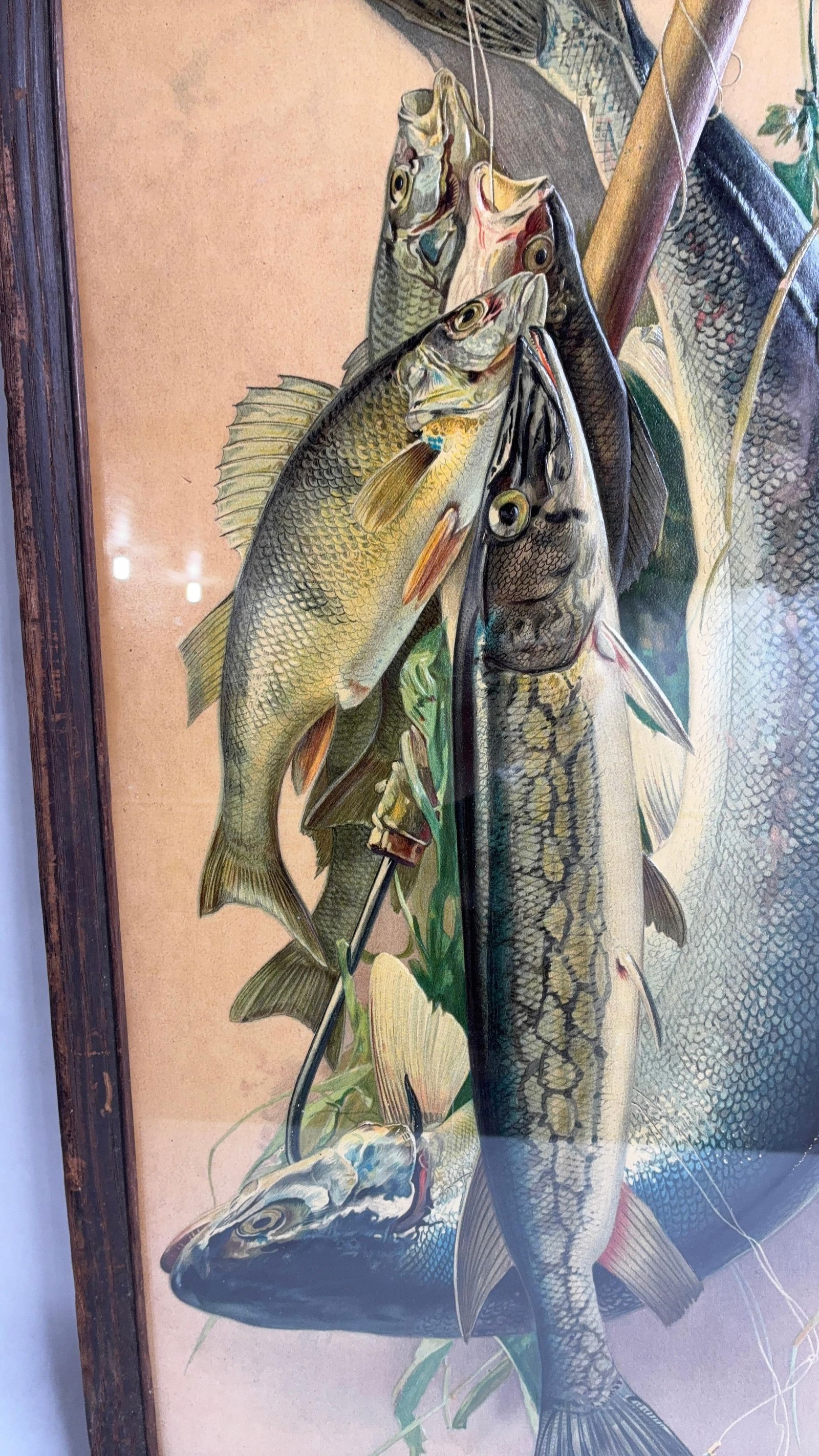 Embossed Hanging Fish Chromolithograph - 8