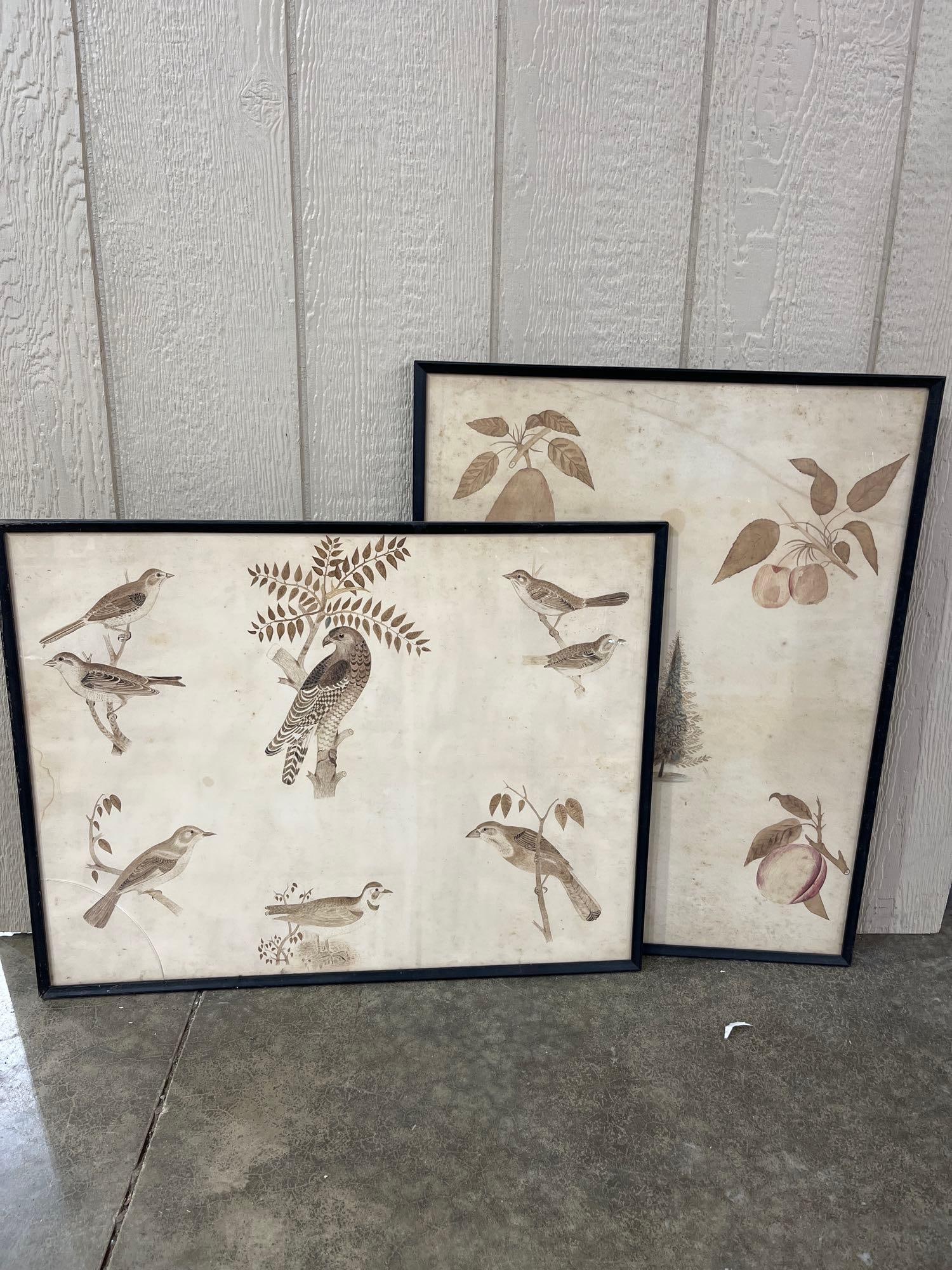 Early Framed Sepia Tone Artistic Sketch Rendition of Bird Species & Fruit Still: These great hand sketched artist framed sepia tone bird and fruit art work displays great with glass to one frame being broken measuring 21.5 x 27.5