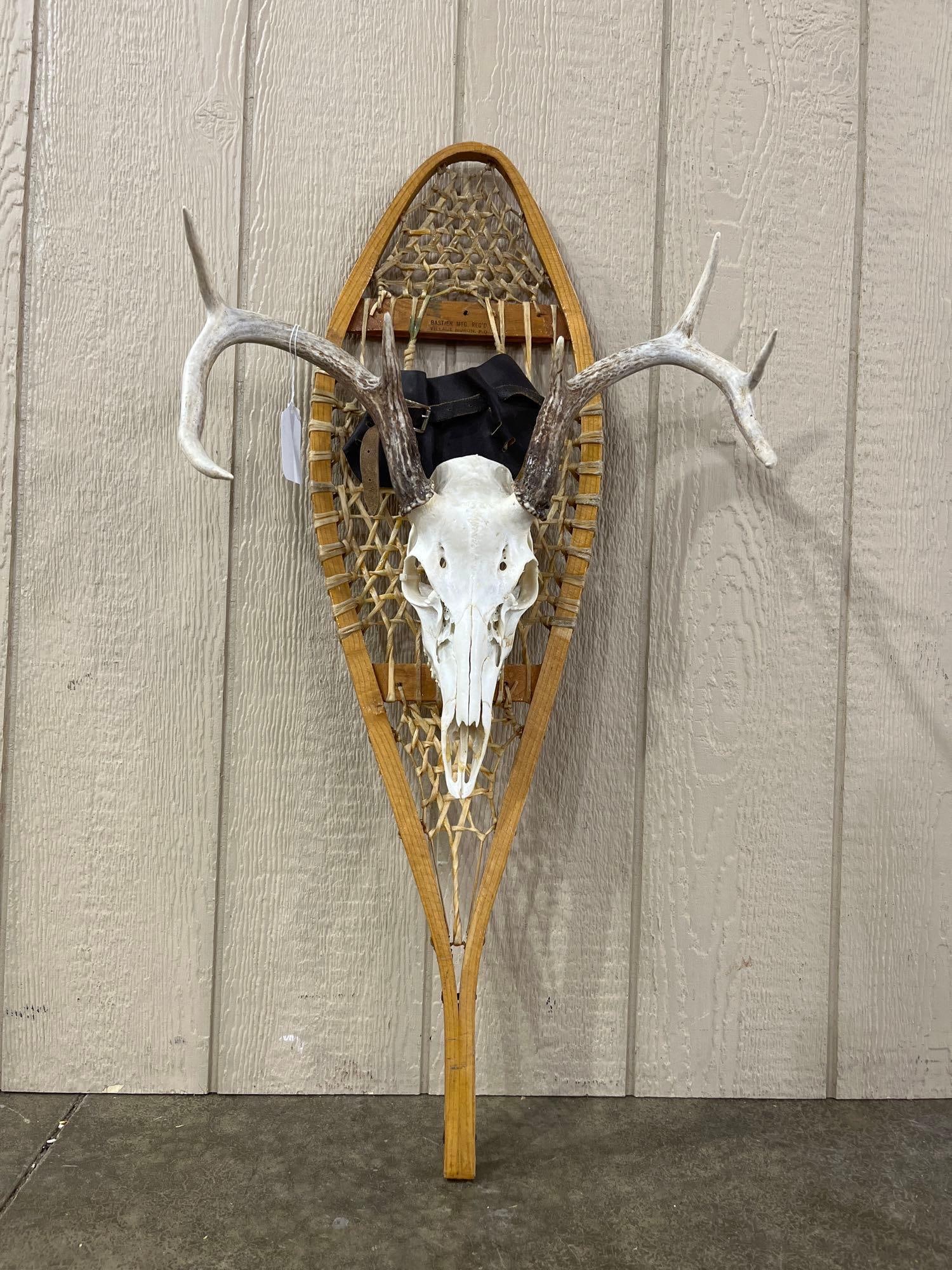 Bastein Mfg. Raw Hide Webbed Snow Shoe w/ Skull Mount Display: Great display item measuring 28 in.
