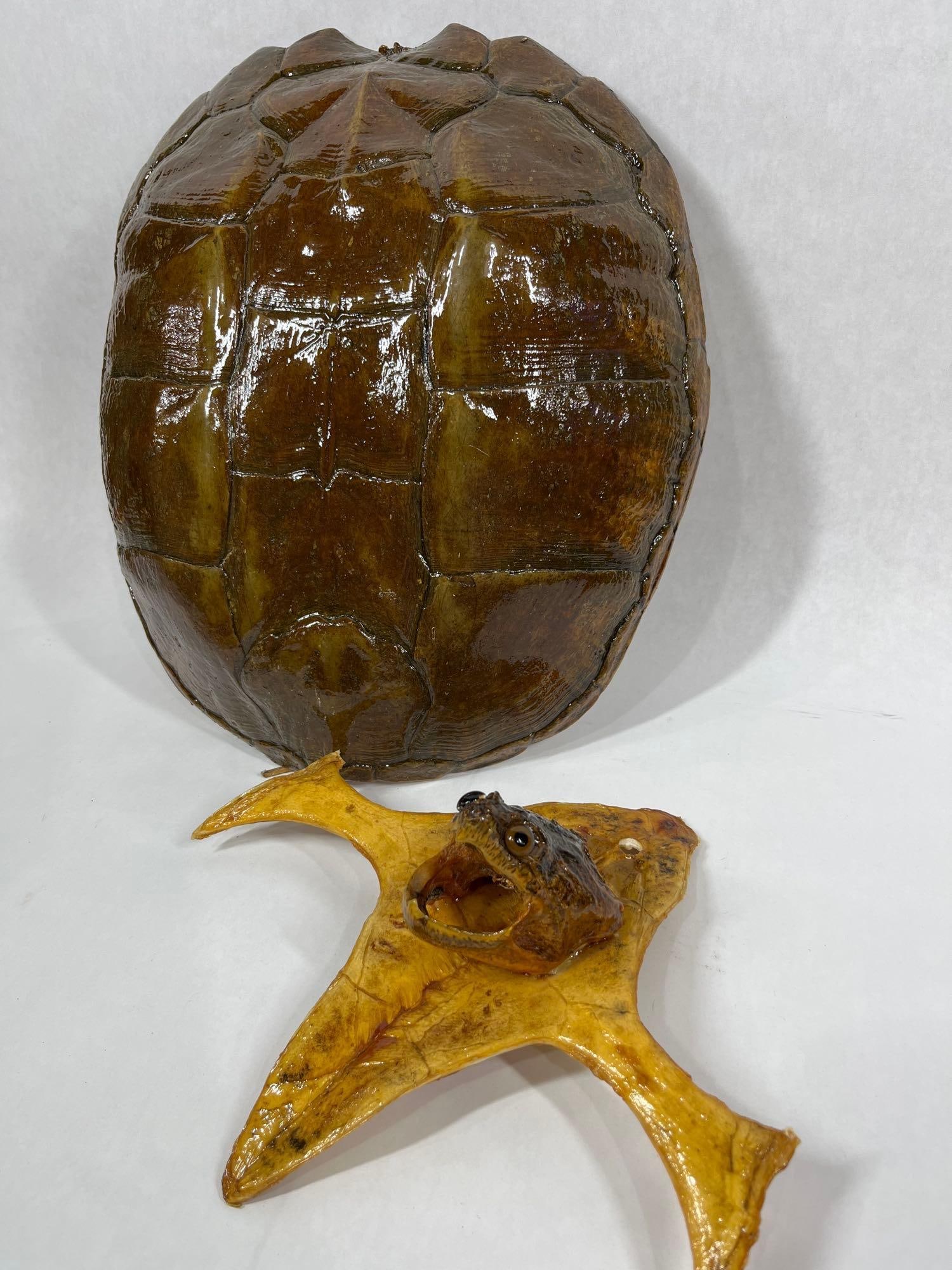 Snapping Turtle Taxidermy Polished Shell w/ Head Mount (1 of 5)