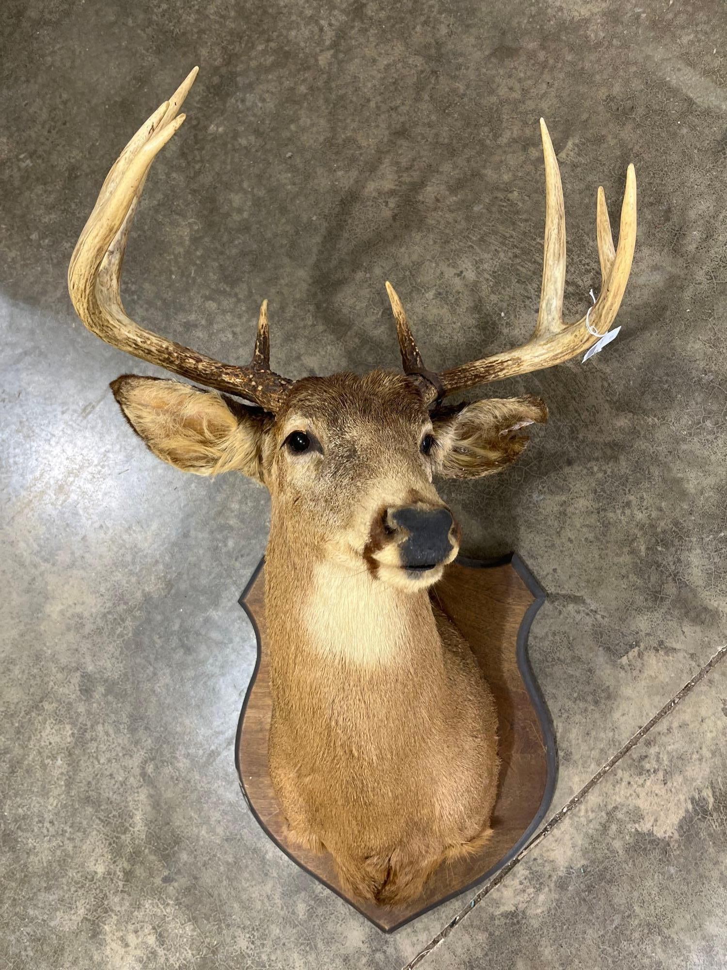 8 Point White Tail Buck Shoulder Mount 1992: 13 in spread with 8 points overall good condition with issues showing to ear as seen in photos?1992 tag