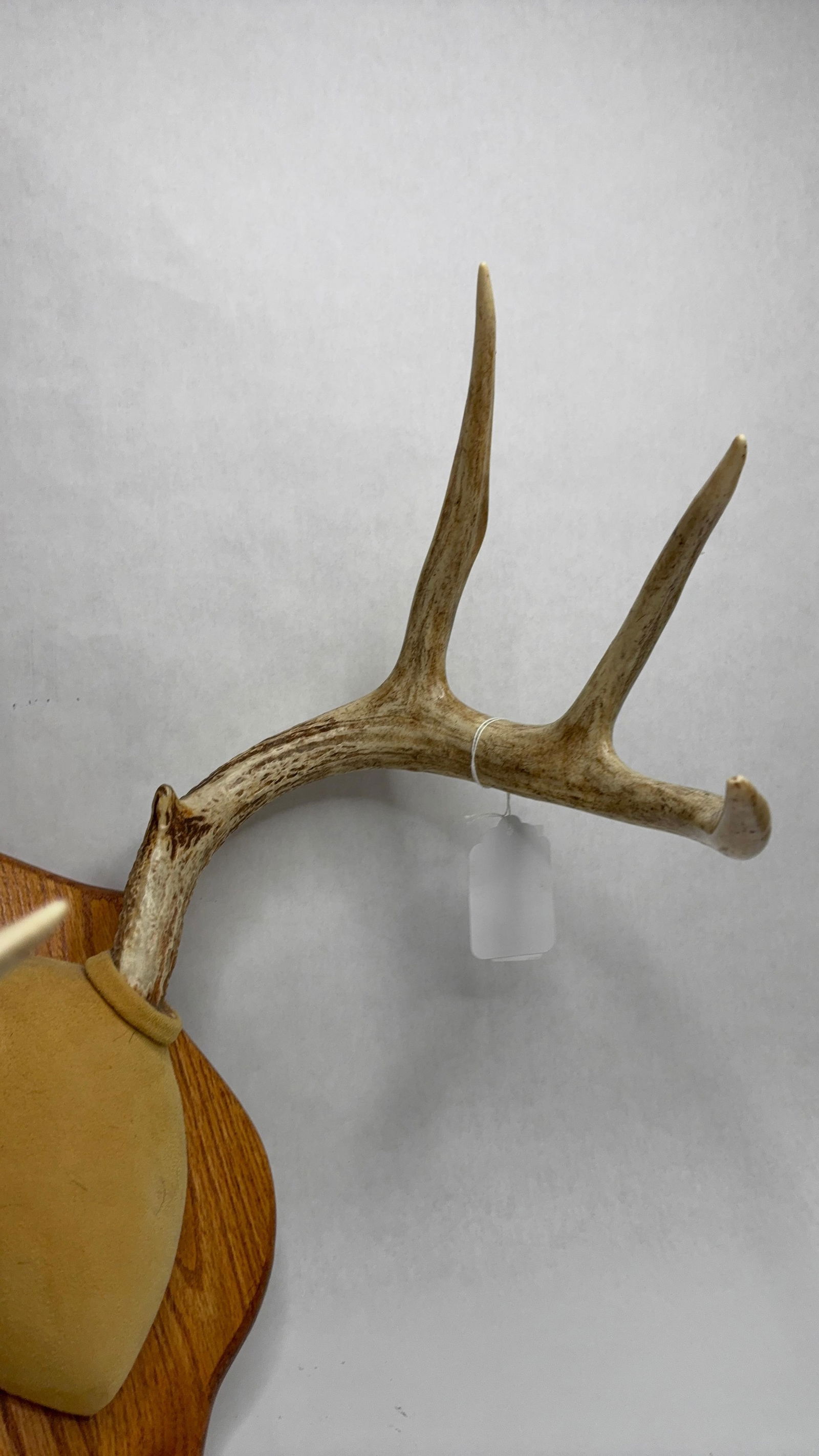 Mounted White Tail Antler Mount - 2