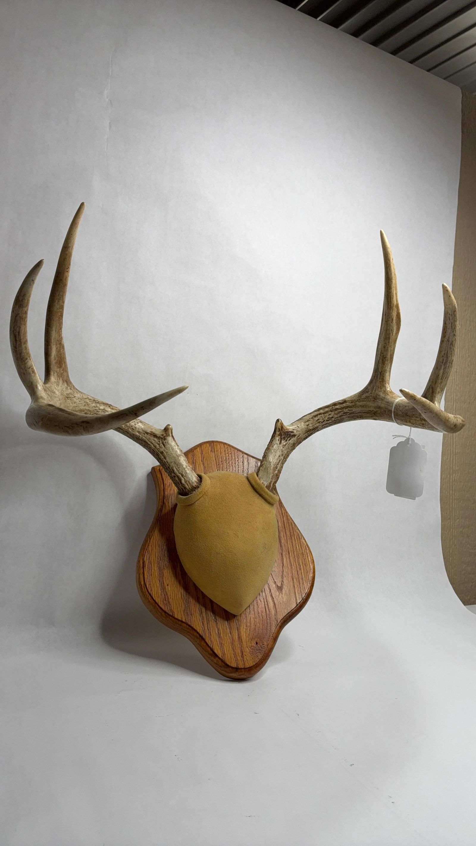 Mounted White Tail Antler Mount - 3