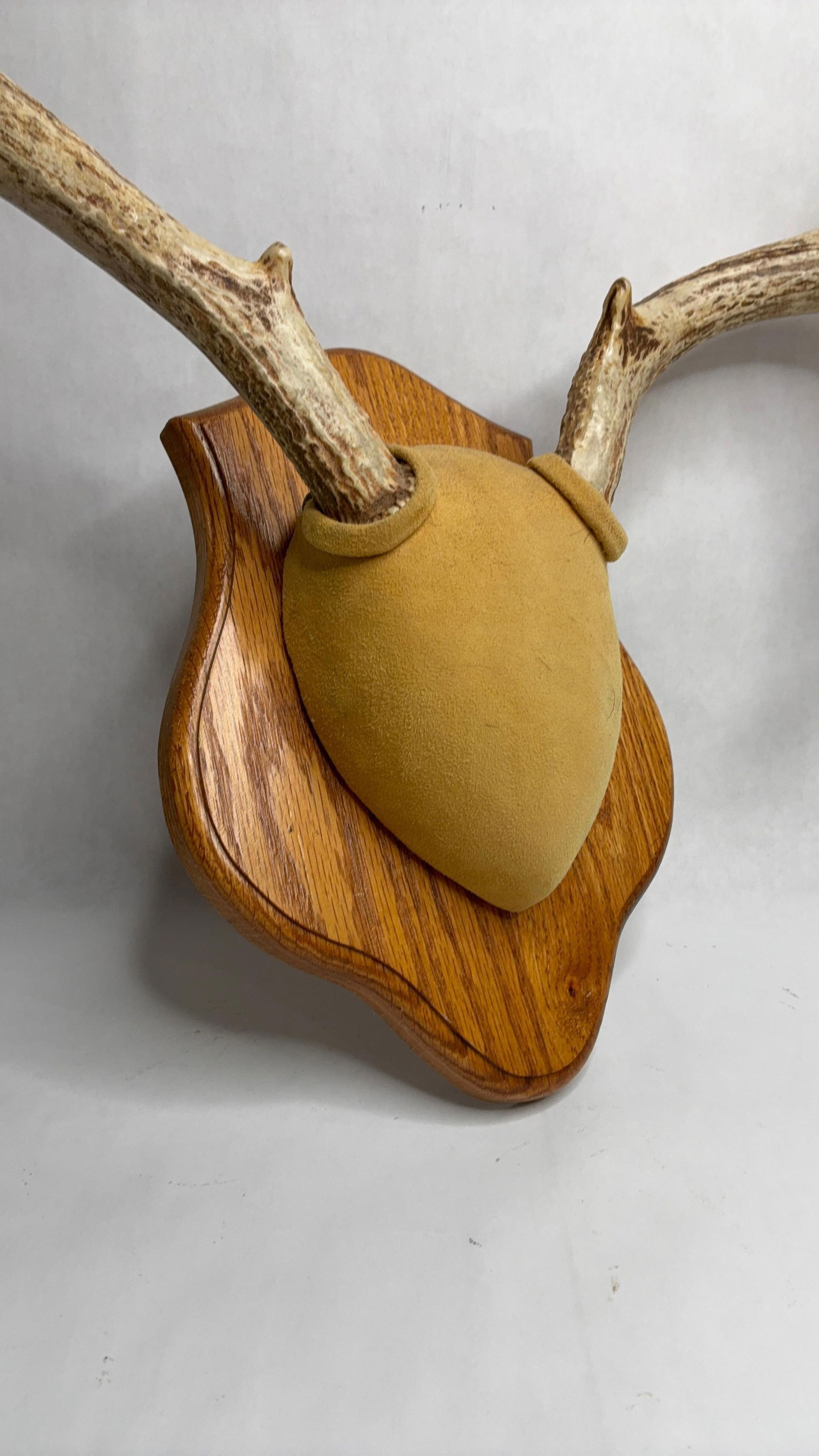 Mounted White Tail Antler Mount - 4